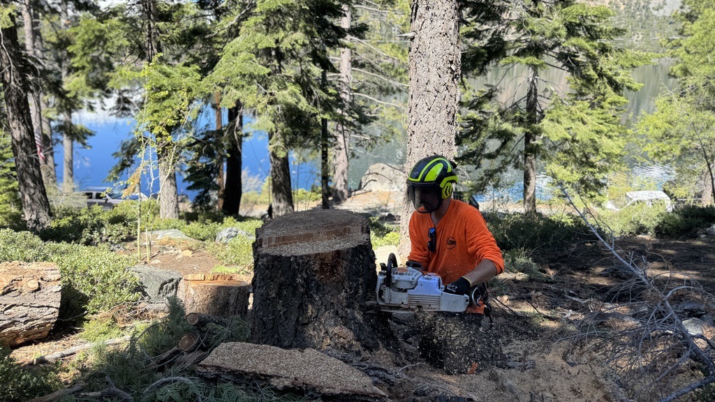 Stump grinding and removal across the South Shore