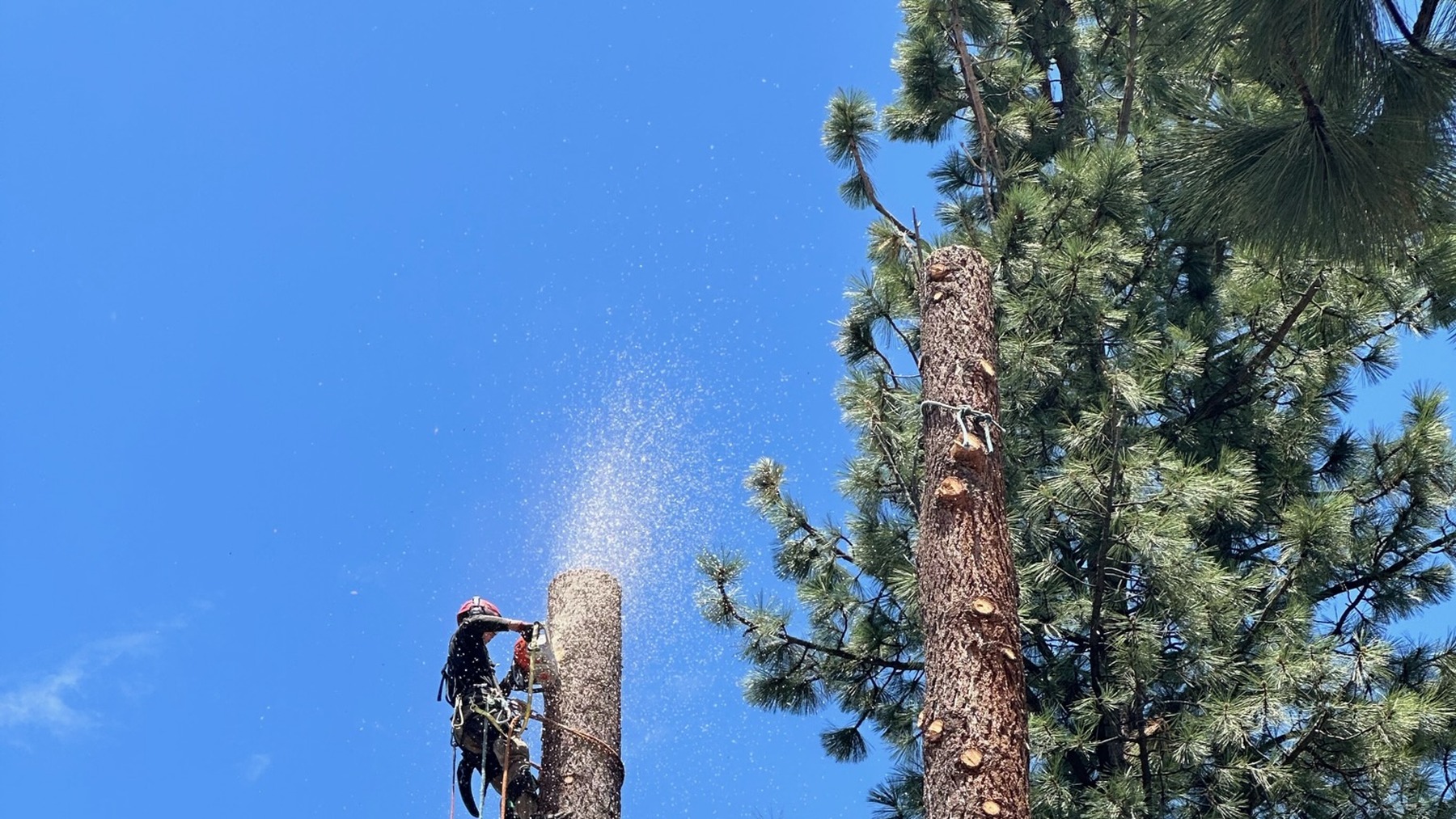 Tree Removal