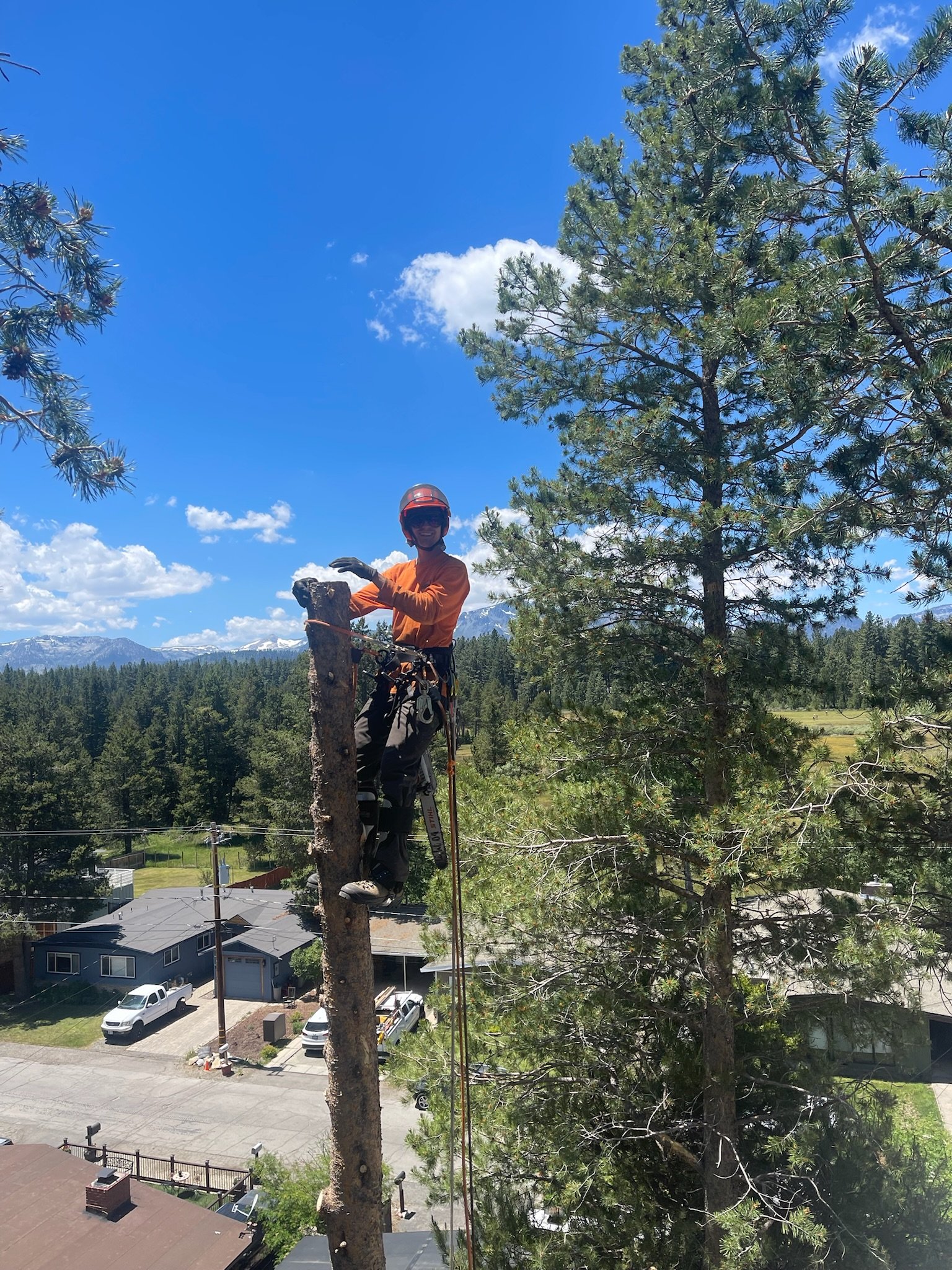 Tree Trimming